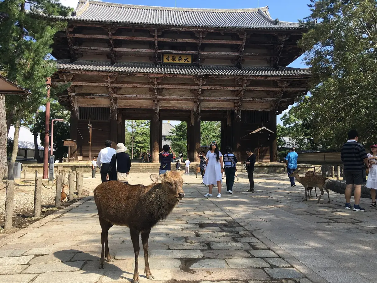 A deer in front of the Nandaimon